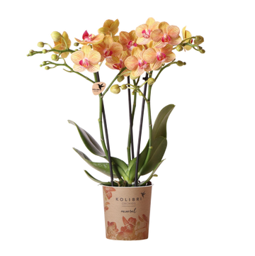 Orchidée Phalaenopsis orange Mineral Jamaica - H 35 cm, pot Ø9 cm