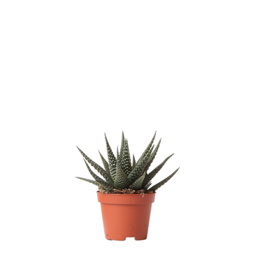 Haworthia Royal Highnness h11cm