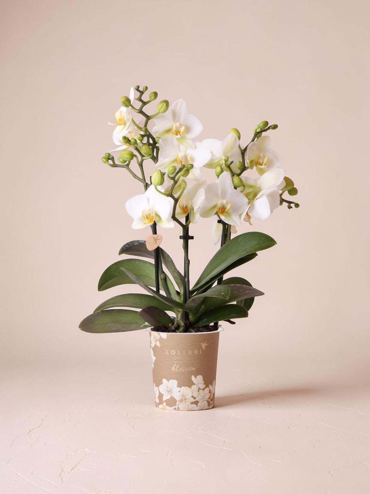 Orchidée blanche - plante d'intérieur