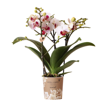 Orchidée Phalaenopsis blanche Mineral Gibraltar - H 35 cm, pot Ø9 cm