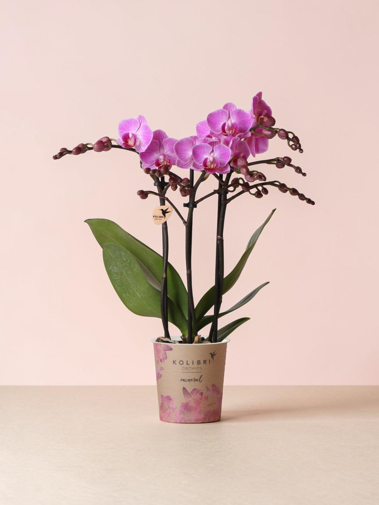 Orchidée rose - plante d'intérieur