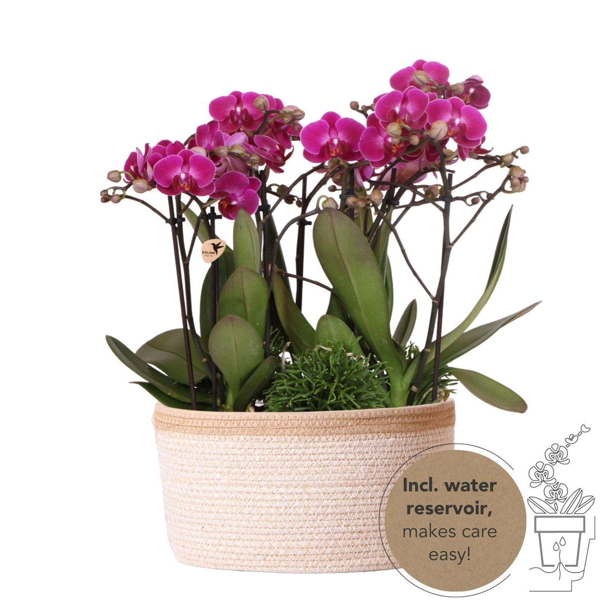 Livraison plante Composition dans un panier en coton avec réservoir d'eau de 3 orchidées violettes et 3 Rhipsalis