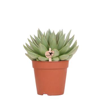 Echeveria Miranda h20cm - plante grasse d'intérieur