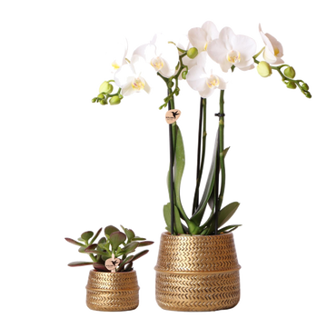 Duo orchidée blanche et succulente — pots dorés