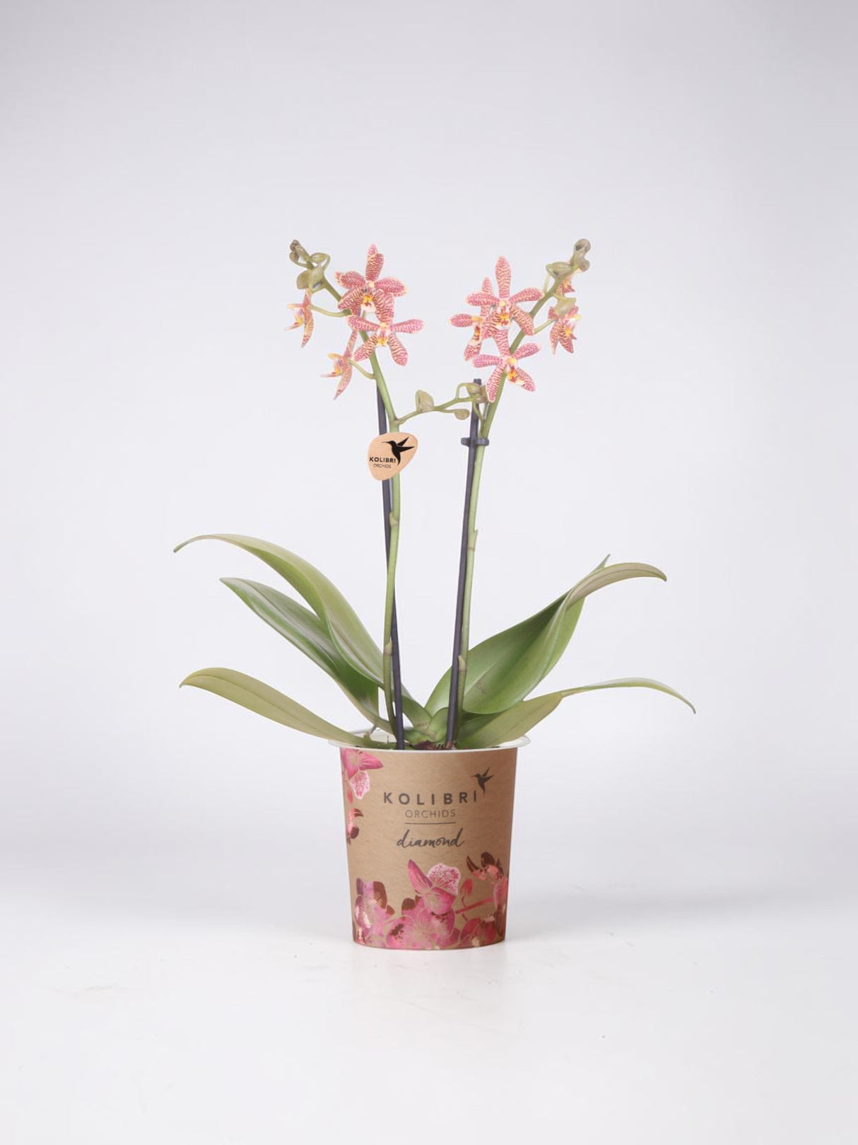 Orchidée Araignée Orange - Plante d'Intérieur Fleurie