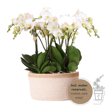 Panier en coton avec 3 orchidées blanches et arrosage intégré