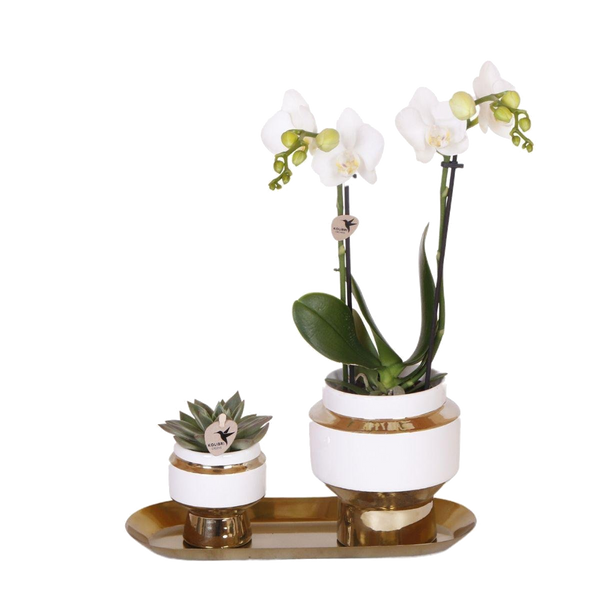 Livraison plante Ensemble Orchidée Blanche et Succulente sur Plateau Doré