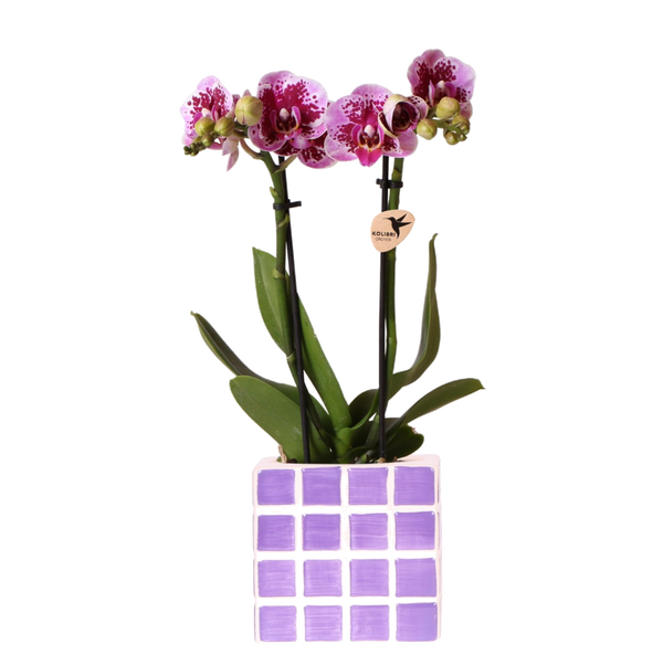 Livraison plante Orchidée El Salvador rose et son pot
