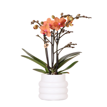 Orchidée Bolzano en pot Bubble blanc