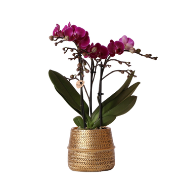 Orchidée Morelia Violette et son pot