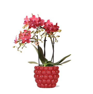 Orchidée Phalaenopsis Congo rouge et son pot