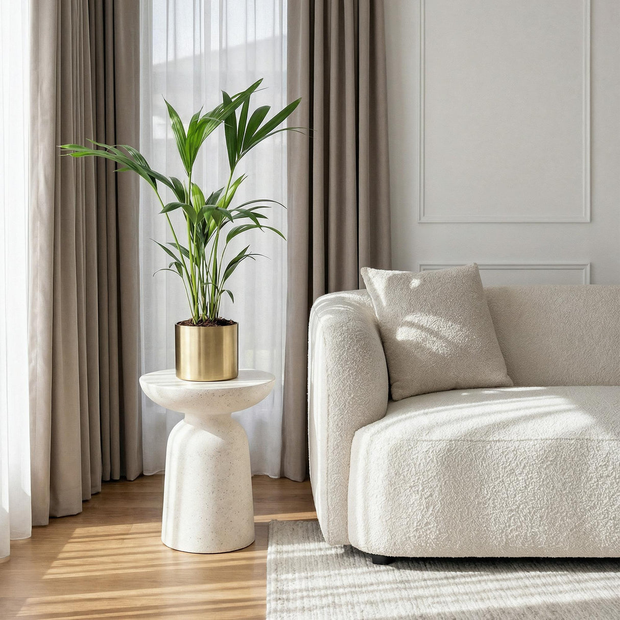 Howea Forsteriana Kentia