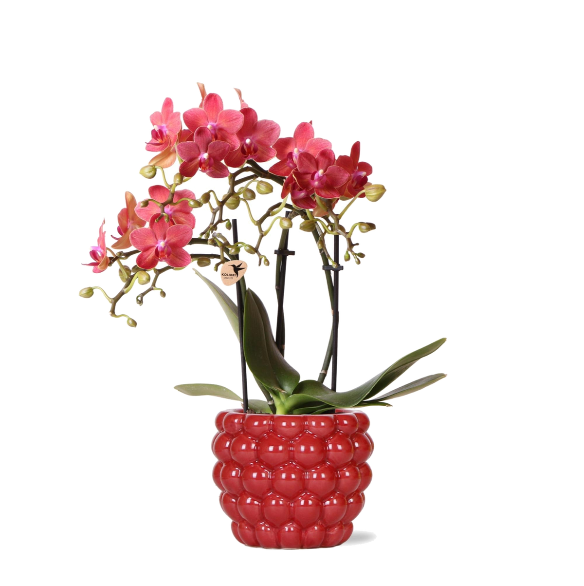 Livraison plante Orchidée Rouge Congo avec Pot Diamond Pearl