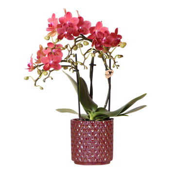 Orchidée Congo rouge avec cache-pot Pearl rouge - Phalaenopsis