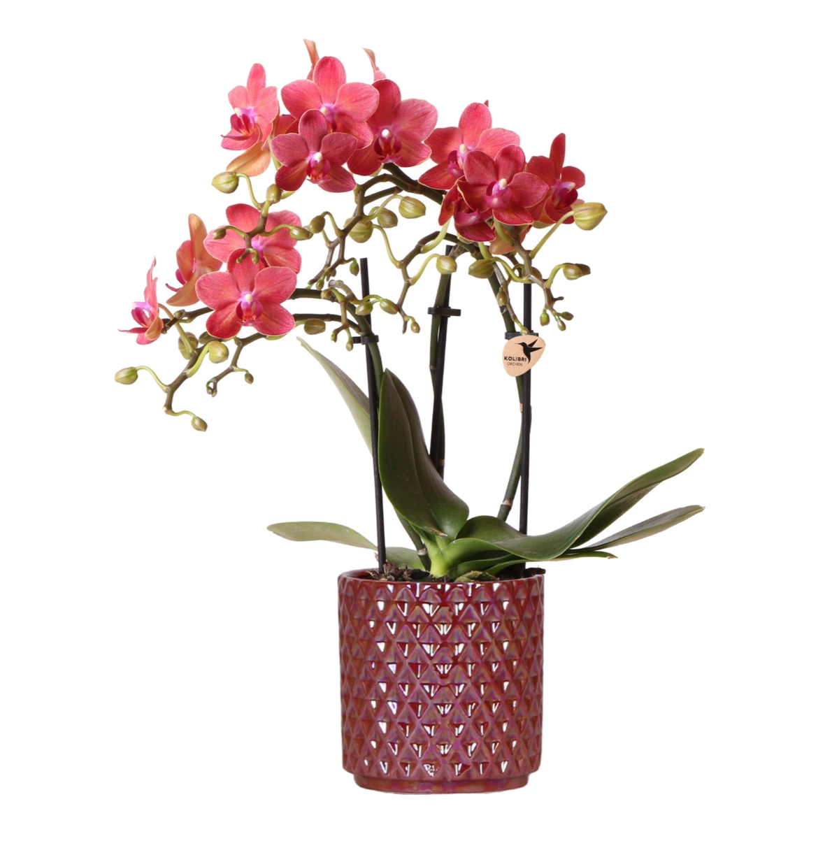Orchidée Congo rouge avec cache-pot Pearl rouge - Phalaenopsis - pot Ø9 cm