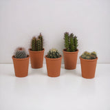 Coffret cadeau cactus - Lot de 5 plantes, h13cm