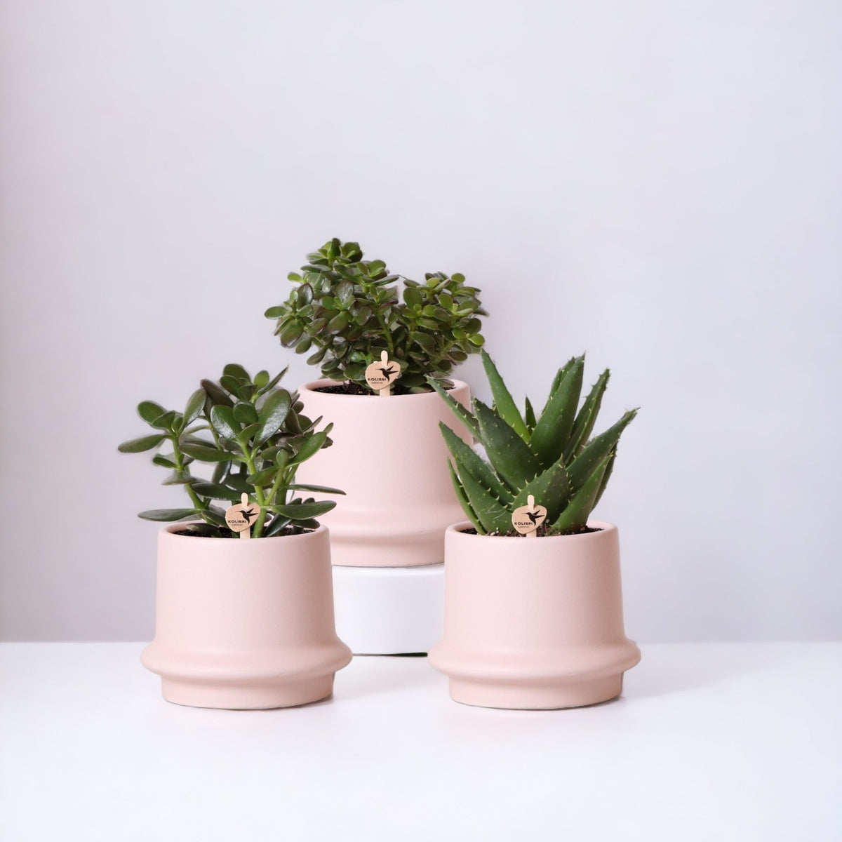 3 einzigartige gemischte Sukkulentenpflanzen aus rosafarbener Keramik –  Jetzt kaufen – La Green Touch