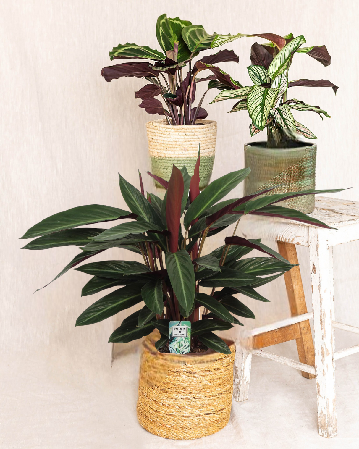 Trio de calathea - plant mama