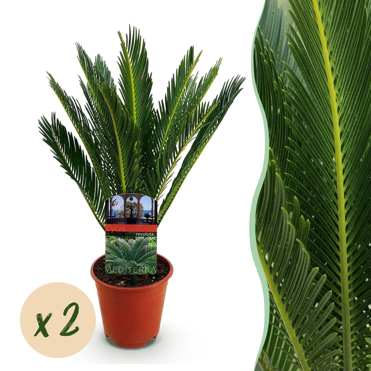 Cycas revoluta