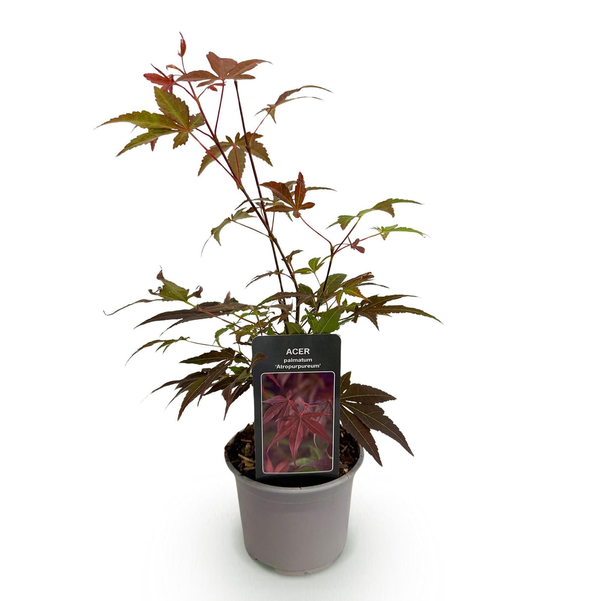 Livraison plante Acer palmatum Atropurpureum – Pot 12 cm – Hauteur 35 cm