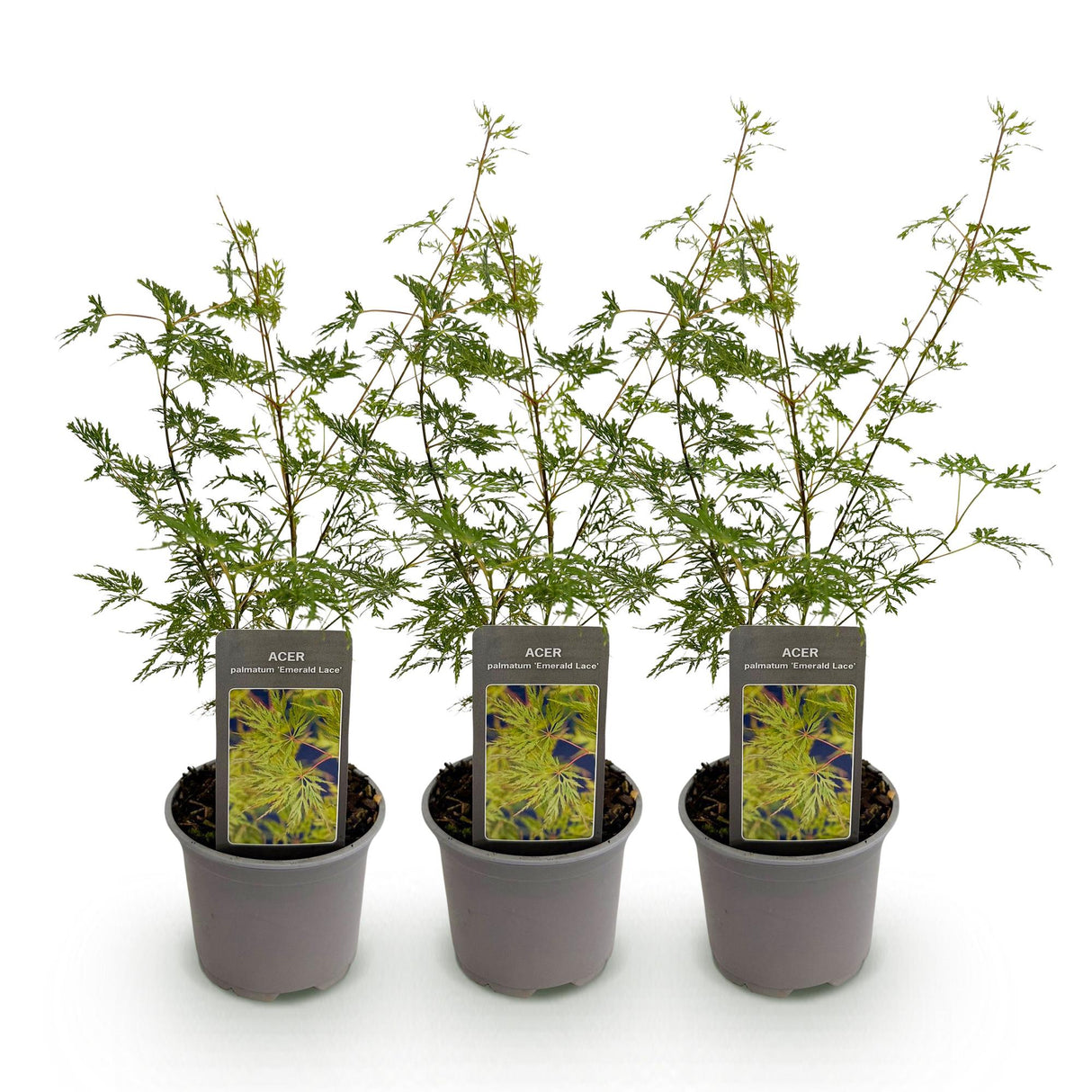 Livraison plante Acer palmatum Emerald Lace – Lot de 3 – Hauteur 35 cm