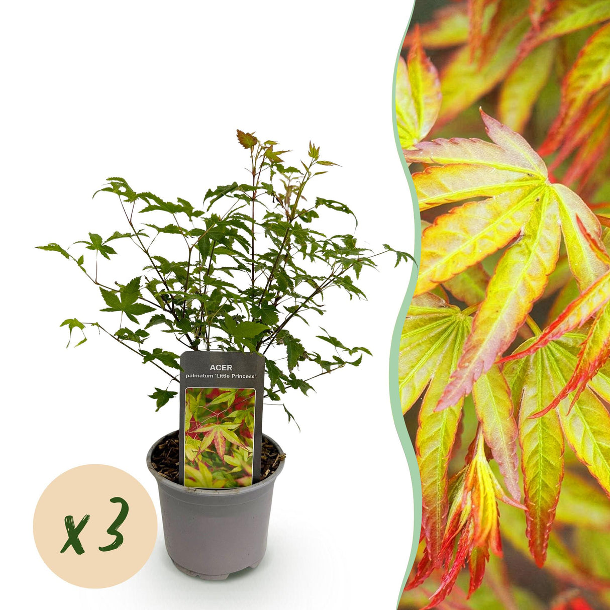 Livraison plante Acer palmatum Little Princess – Lot de 3 – Pot 12 cm