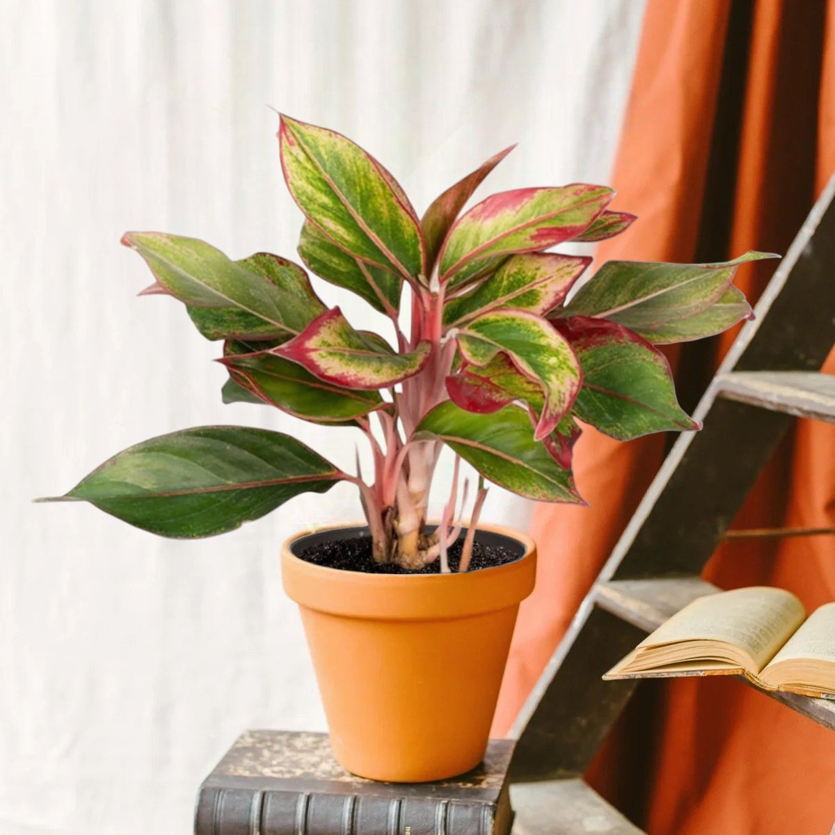 aglaonema rose entretien Aglaonema Crete