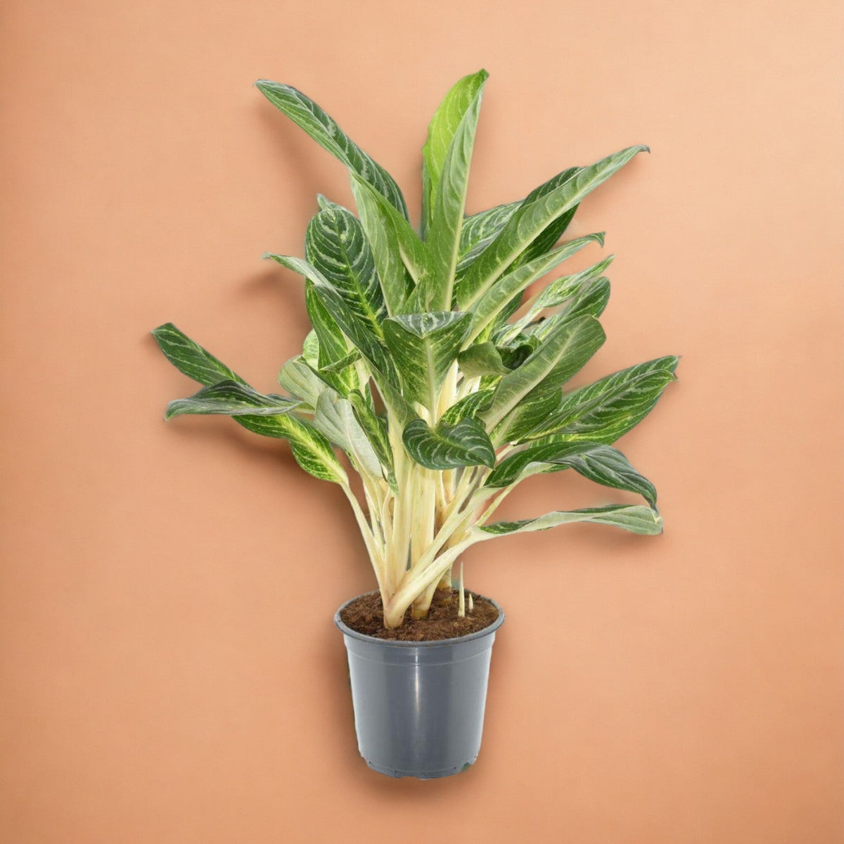 aglaonema key lime Aglaonema Keylime