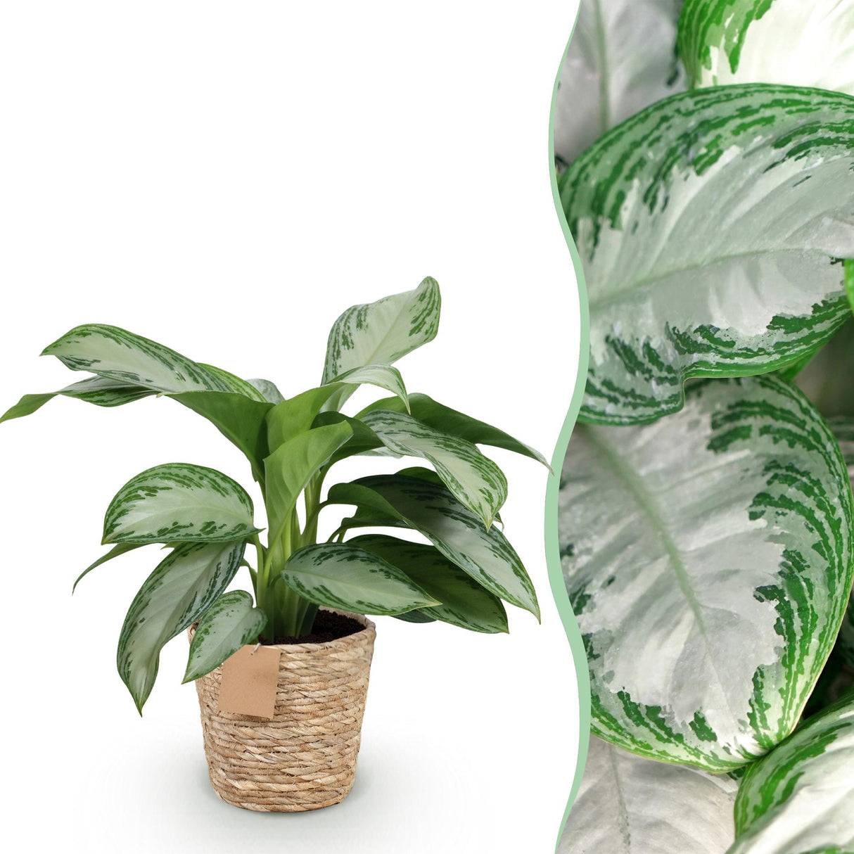 Livraison plante Aglaonema Silver Bay et panier H 70cm