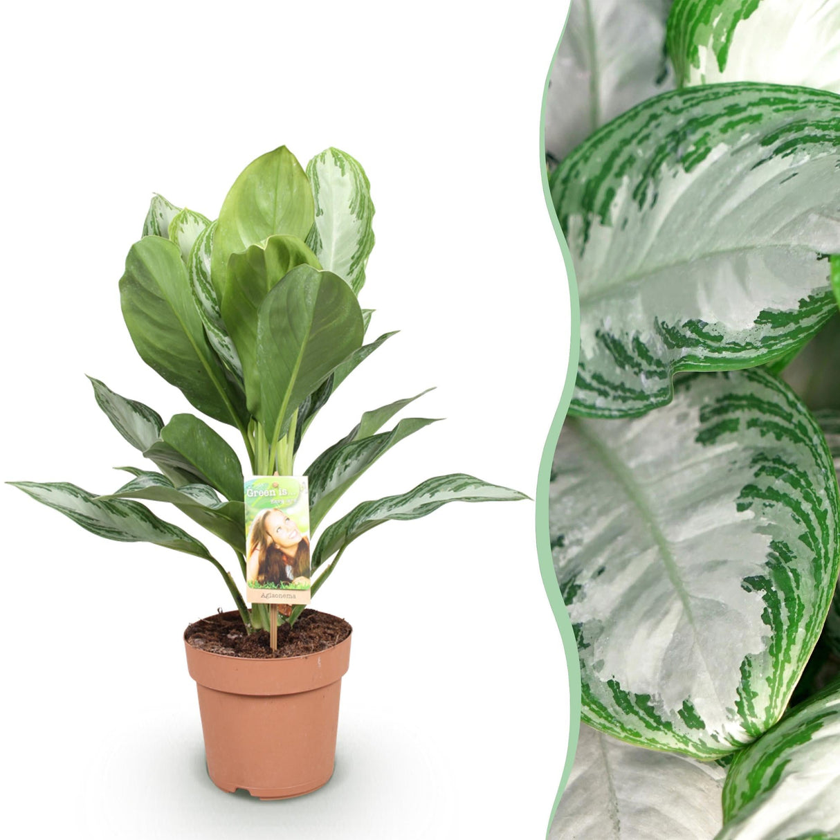 Livraison plante Aglaonema Silver Bay – Lot de 1