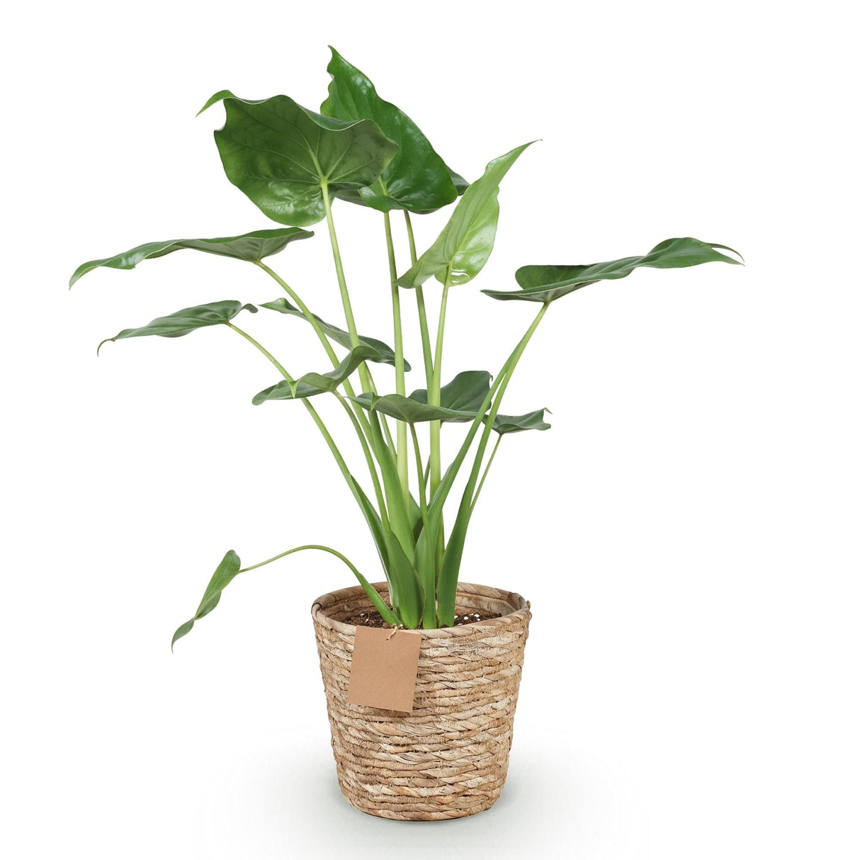 Livraison plante Alocasia Cucullata et panier H65 cm