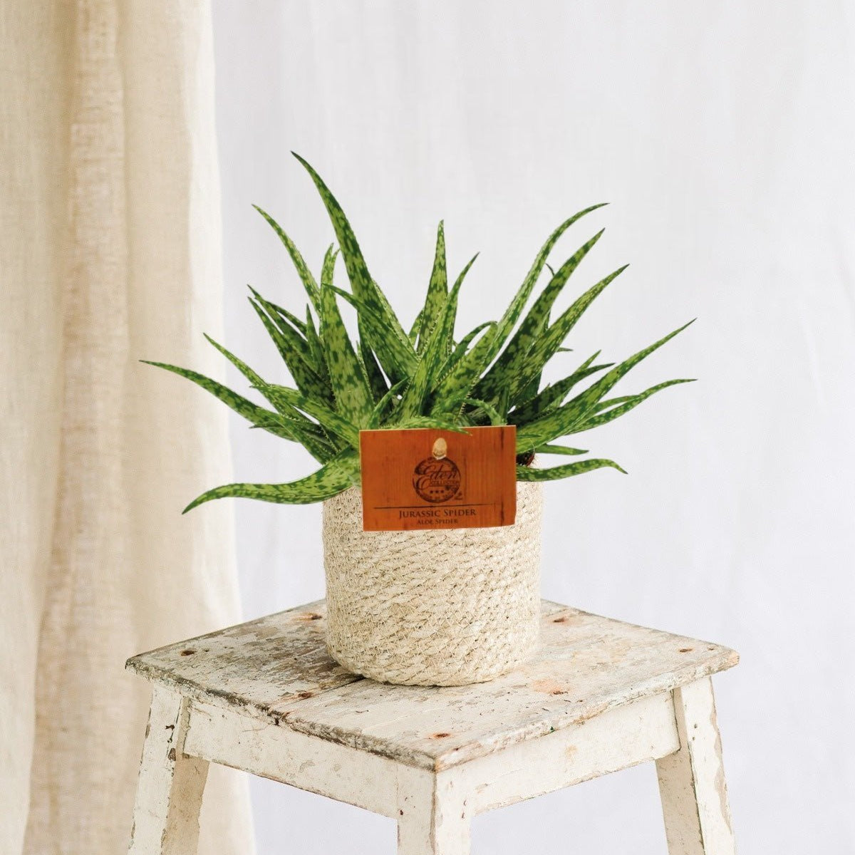 Aloe Spider - Design graphique & Entretien Facile