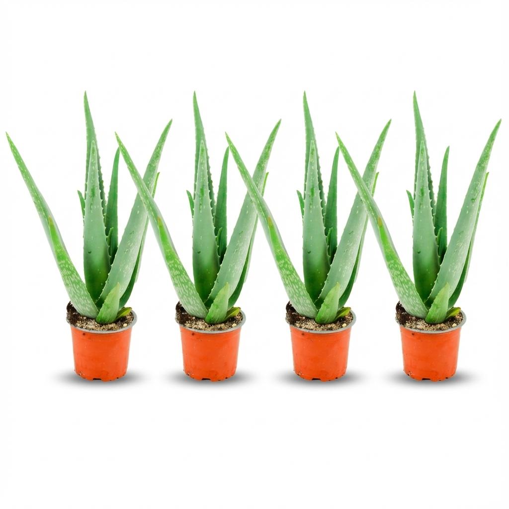 Livraison plante Aloë Vera