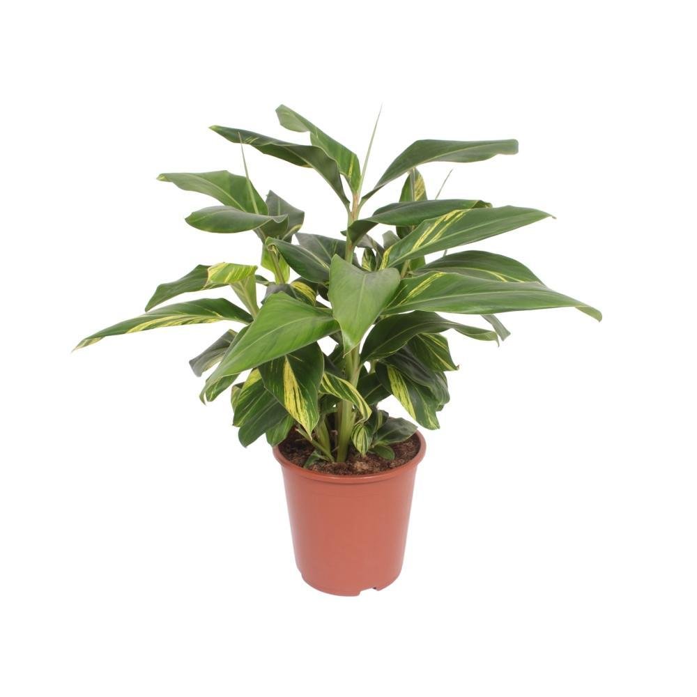 Livraison plante Alpinia Zerumbet 'Variegata'