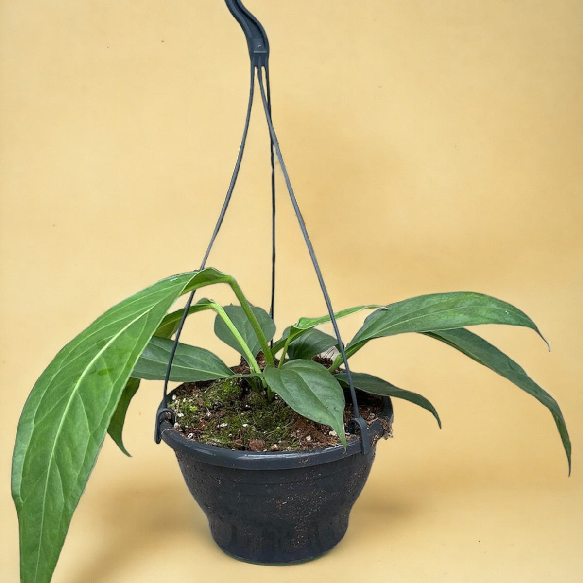 anthurium big bill for sale Anthurium Big Bill