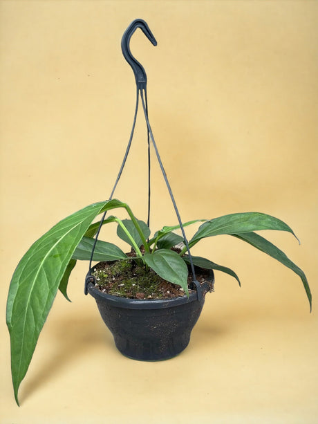 Livraison plante Anthurium Big Bill