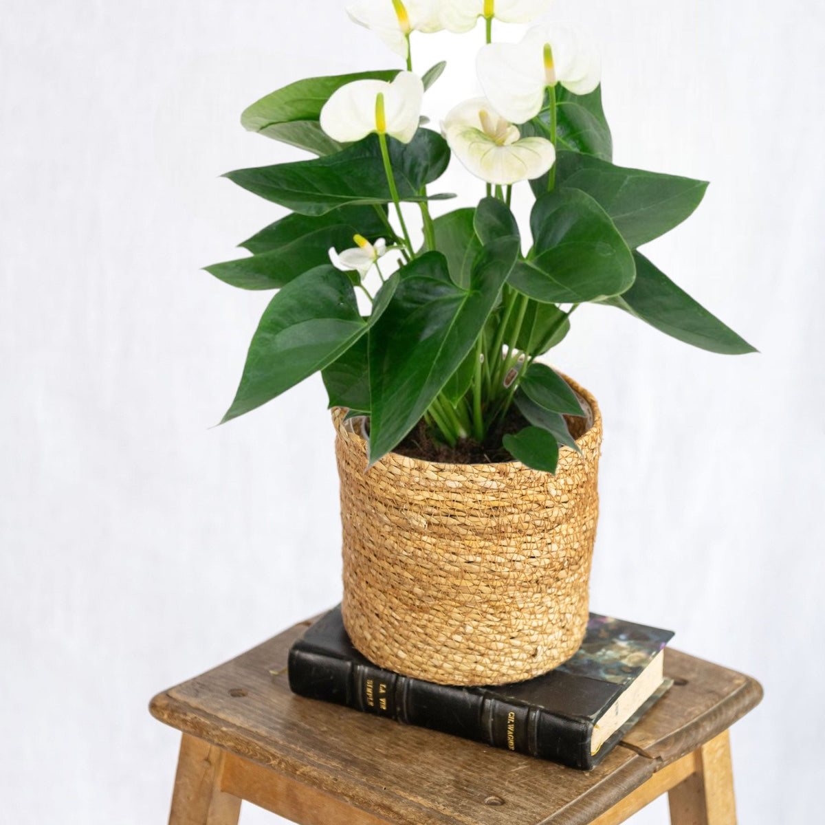 anthurium plante entretien Anthurium blanc