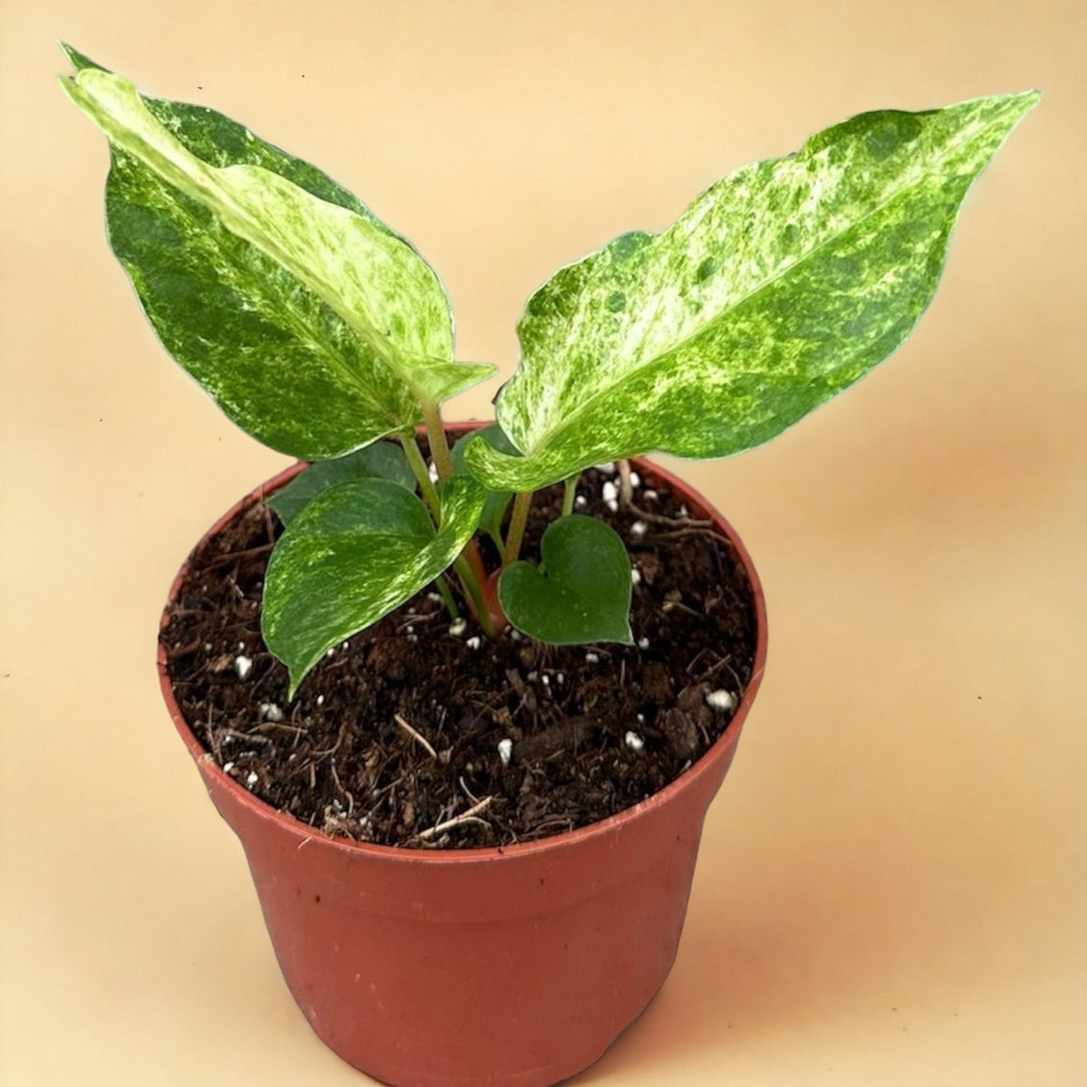 anthurium bonplandii Anthurium Bonplandii Variegata