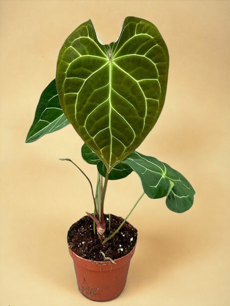 Livraison plante Anthurium Magnificum X Crystallinum