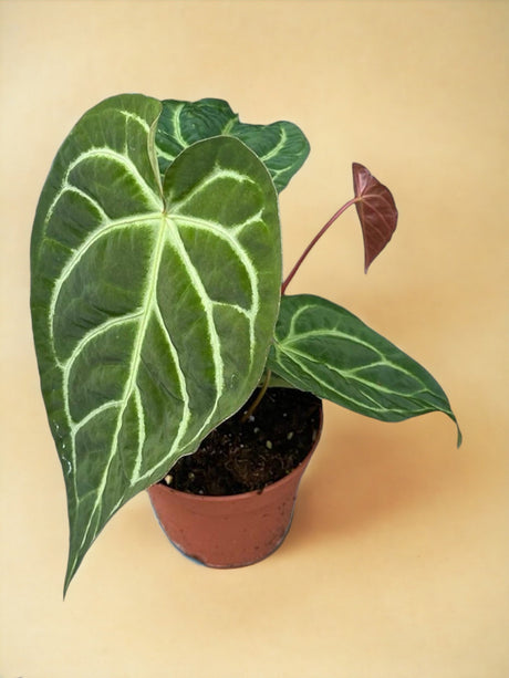 Livraison plante Anthurium Magnificum X Regale