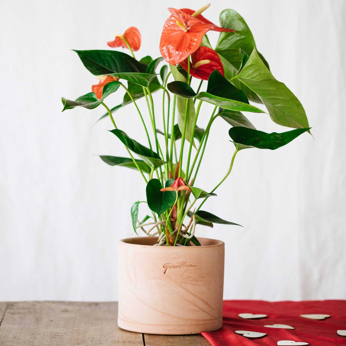 Anthurium Rouge