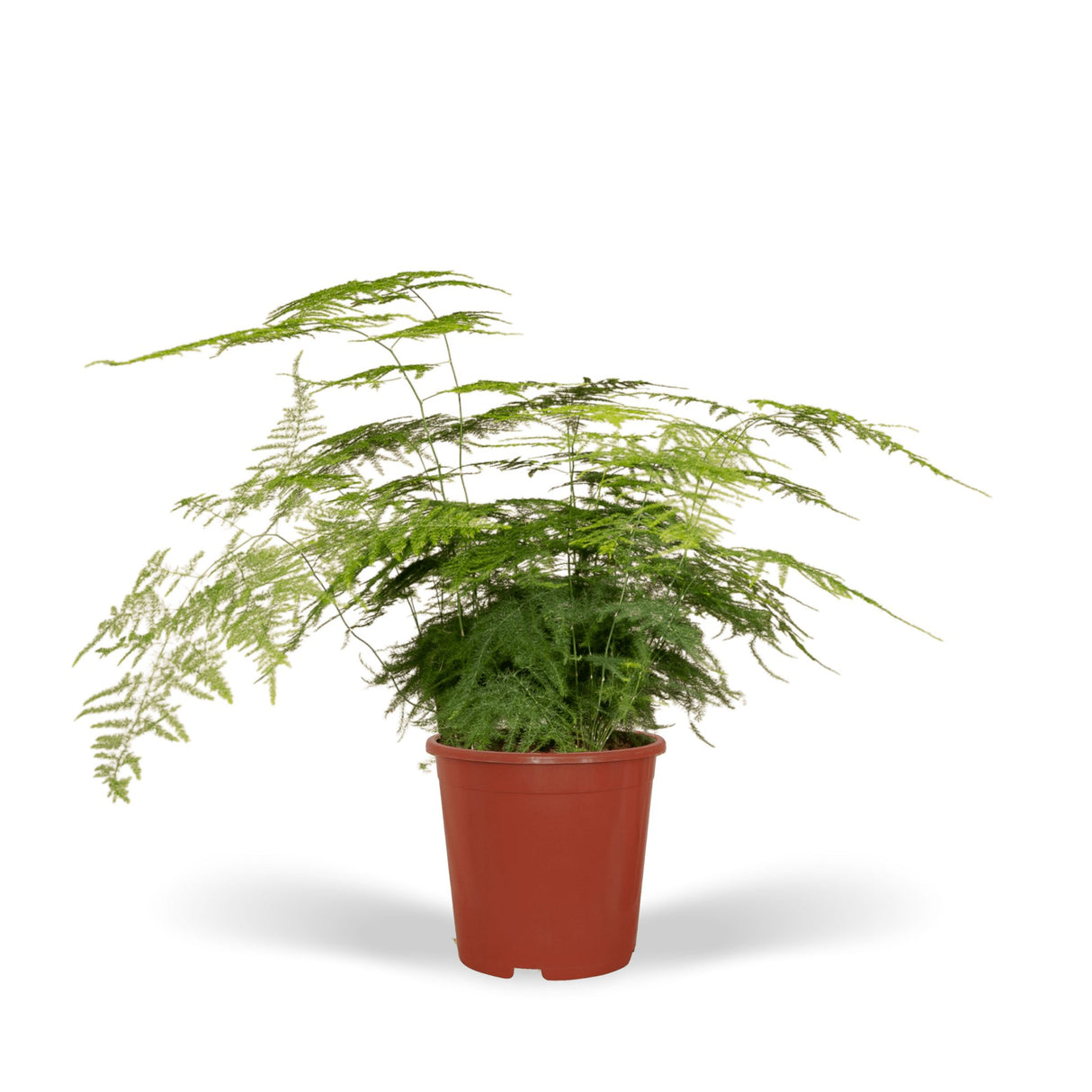 Livraison plante Asparagus Plumosus h45cm