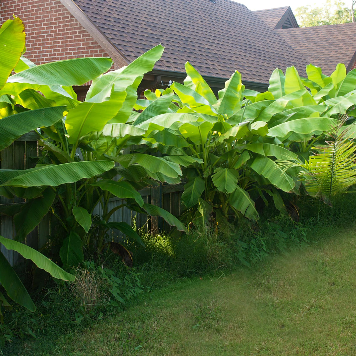 Livraison plante Bananier Musa Basjoo - Lot de 6 - Pot 17 cm - Hauteur 40 cm