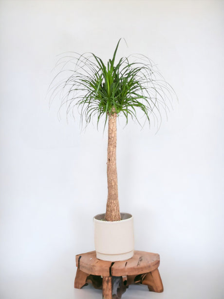 Livraison plante Beaucarnea