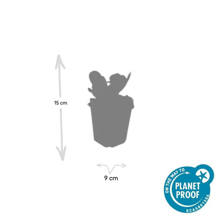 Livraison plante Bergenia à feuilles en cœur 'Herbstblüte'