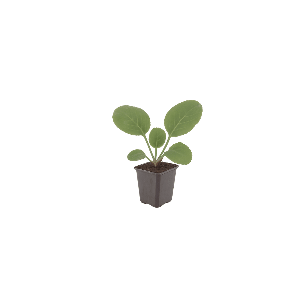 Livraison plante Bergénie à feuille charnue