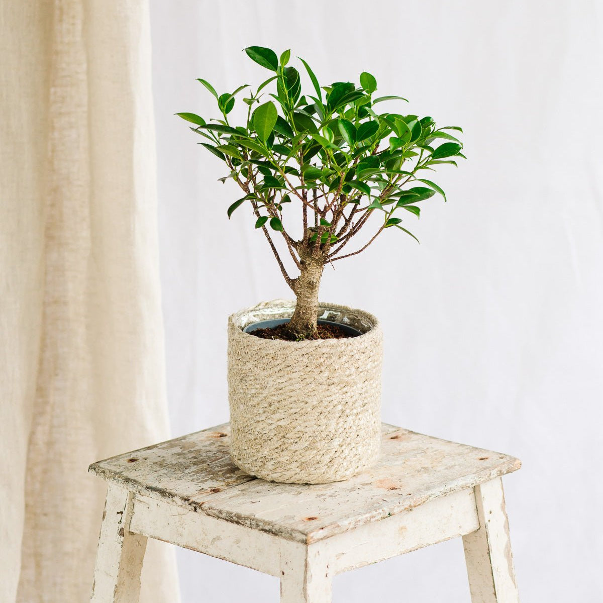Pour associer art et jardinage, adoptez un bonsaï !