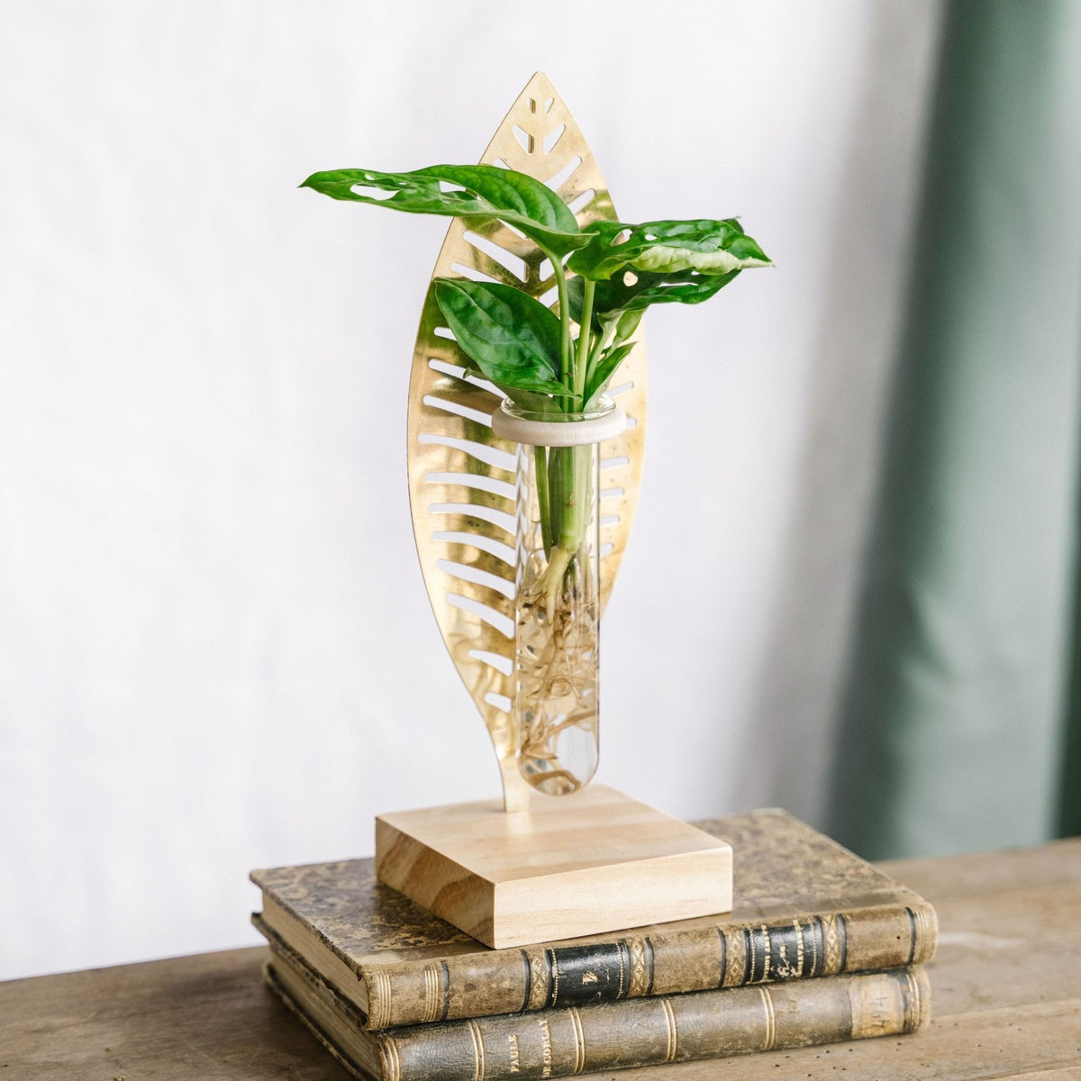 Bouture de Monstera Hydroculture & Feuille Dorée