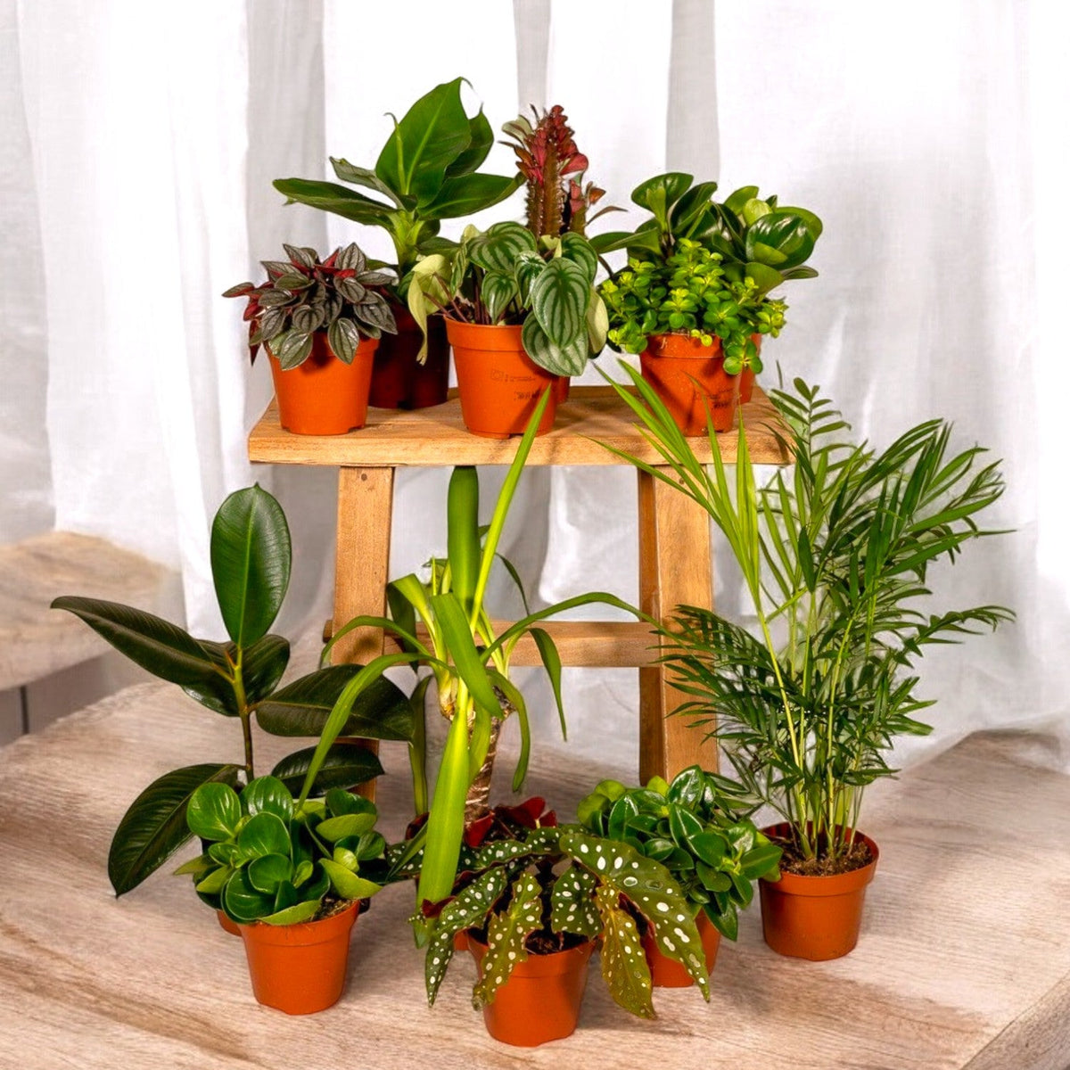 acheter une plante Coffret Plantes Dépolluantes