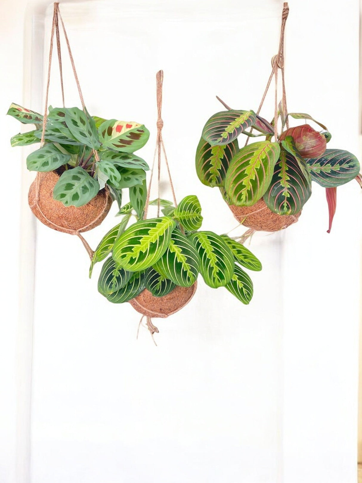 Livraison plante Box - 3 kokodama Maranta